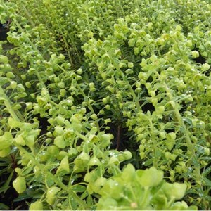 6 x euphorbe des vallons  - euphorbia characias 'forescate'  - godet 9x9 cm