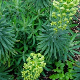 6 x euphorbe des vallons  - euphorbia characias 'humpty dumpty'  - godet 9x9 cm