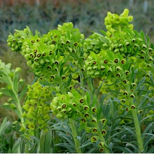 6 x euphorbe des vallons  - euphorbia characias 'humpty dumpty'  - godet 9x9 cm