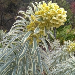 6 x euphorbe des vallons - euphorbia characias 'tasmanian tiger' - godet 9x9 cm
