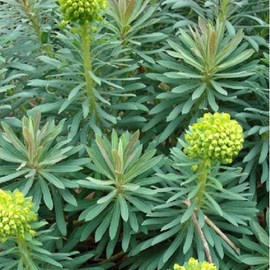 6 x euphorbe des vallons  - euphorbia characias 'wulfenii'  - godet 9x9 cm