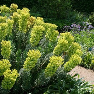 6 x euphorbe des vallons  - euphorbia characias 'wulfenii'  - godet 9x9 cm