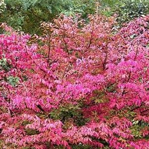 Fusain d'europe  - euonymus europaeus 'red cascade'  - 50-60 cm pot