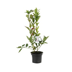 Fusain d'europe  - euonymus europaeus 'red cascade'  - 50-60 cm pot