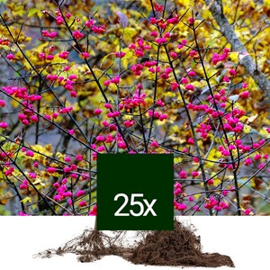 Fusain d'europe - racine nue - euonymus europaeus - 25 x 60-90 cm racines nues