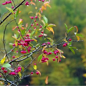 Fusain d'europe - racine nue - euonymus europaeus - 25 x 60-90 cm racines nues