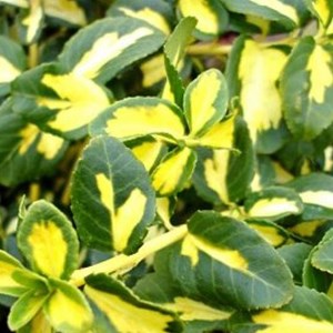 2 x fusain persistant  - euonymus fortunei 'blondy'  - 20-30 cm pot