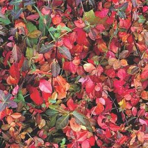 2 x fusain persistant  - euonymus fortunei 'coloratus'  - 20-30 cm pot