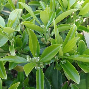 2 x fusain persistant  - euonymus fortunei 'dart's blanket'  - godet 9x9 cm