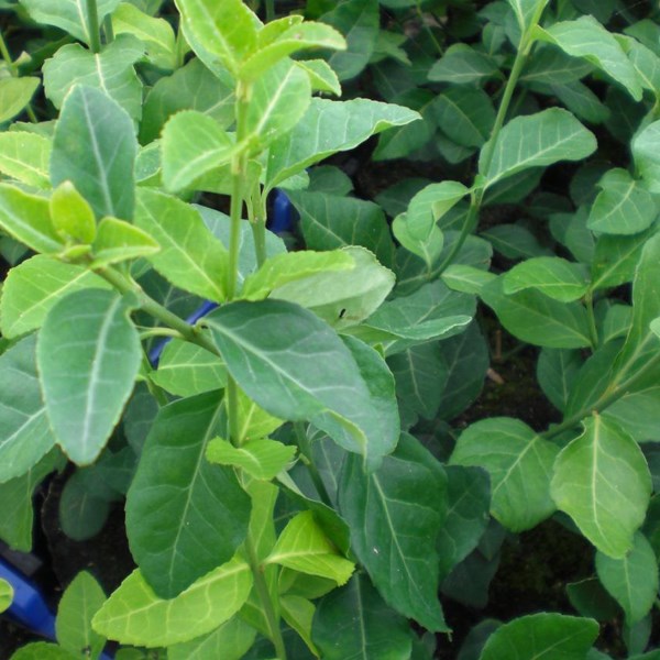 Arborix - 6 x fusain persistant  - euonymus fortunei 'dart's blanket'  - godet 9x9 cm