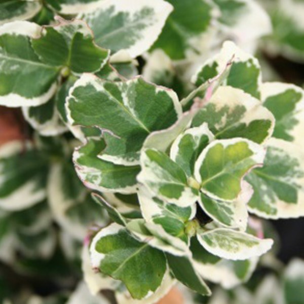 Arborix - Fusain persistant  - euonymus fortunei 'emerald gaiety'  - 40-50 cm pot