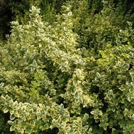 2 x fusain  'n gold' - euonymus fortunei 'emerald 'n gold'  - 20-30 cm pot