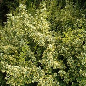 2 x fusain  'n gold' - euonymus fortunei 'emerald 'n gold'  - 20-30 cm pot