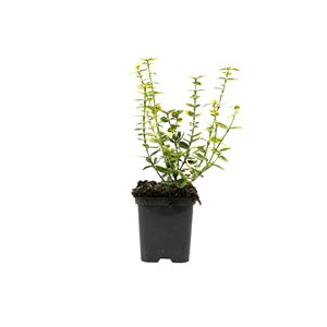 2 x fusain  'n gold' - euonymus fortunei 'emerald 'n gold'  - 15-20 cm pot