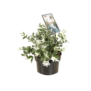 2 x fusain persistant  - euonymus fortunei 'harlequin'  - 20-30 cm pot