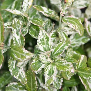 2 x fusain persistant  - euonymus fortunei 'harlequin'  - 20-30 cm pot