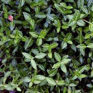 2 x fusain tapissant  - euonymus fortunei 'tustin'  - 20-30 cm pot