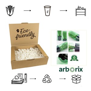 2 x fusain tapissant  - euonymus fortunei 'tustin'  - 20-30 cm pot