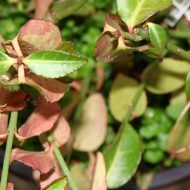 2 x fusain tapissant  - euonymus fortunei 'tustin'  - 20-30 cm pot