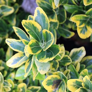 2 x fusain du japon  - euonymus japonicus 'aureomarginatus'  - 40-50 cm pot