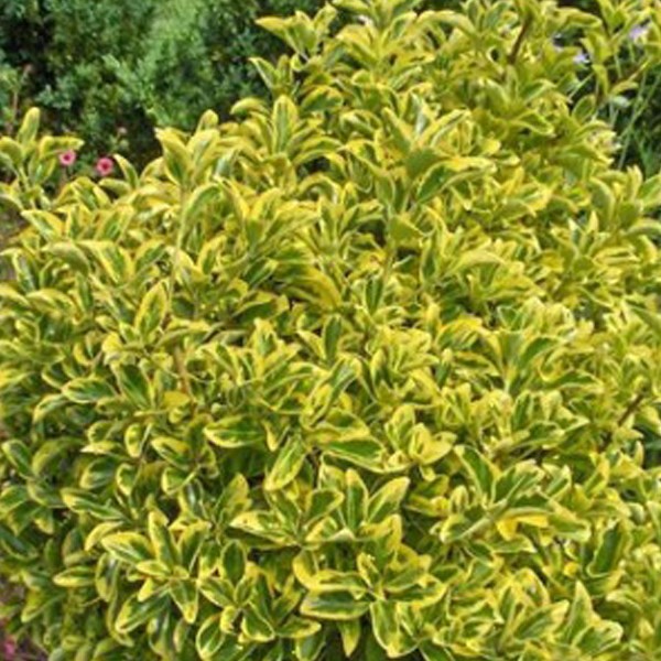 Arborix - 2 x fusain du japon  - euonymus japonicus 'aureomarginatus'  - 40-50 cm pot