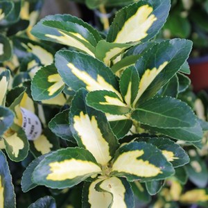 Fusain du japon 'aureus' - euonymus japonicus 'aureus' (= 'luna') - 60-80 cm