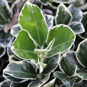 2 x fusain du japon  - euonymus japonicus 'kathy'  - 20-30 cm pot