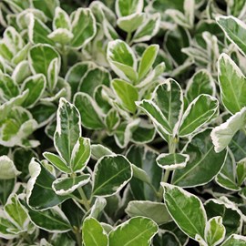 2 x fusain du japon  - euonymus japonicus 'kathy'  - 20-30 cm pot