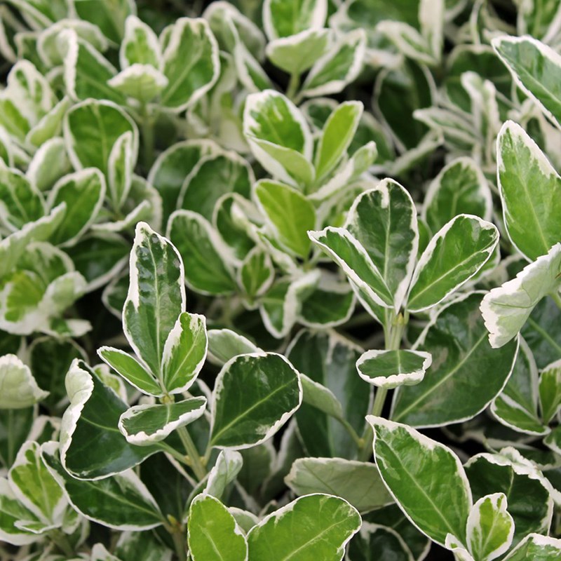 Arborix - 2 x fusain du japon  - euonymus japonicus 'kathy'  - 20-30 cm pot