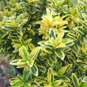 2 x fusain du japon - euonymus japonicus microphyllus 'aureovariegatus' - 20-30