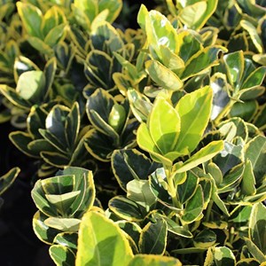 2 x fusain du japon  - euonymus japonicus 'ovatus aureus'  - 20-30 cm pot