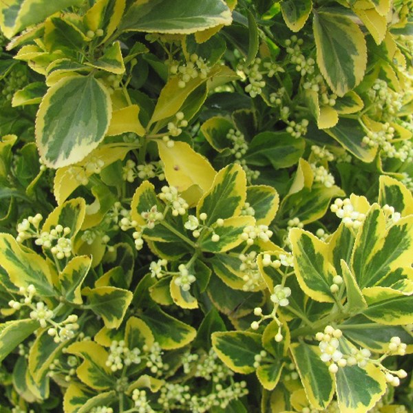 Arborix - 2 x fusain du japon  - euonymus japonicus 'ovatus aureus'  - 20-30 cm pot