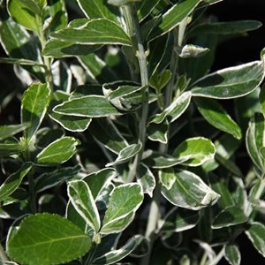 2 x fusain du japon  - euonymus japonicus 'susan'  - 20-30 cm pot