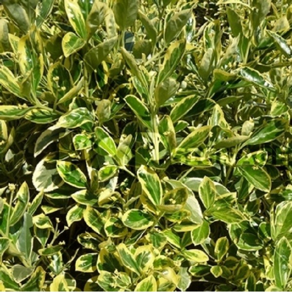 Arborix - 2 x fusain du japon  - euonymus japonicus 'susan'  - 20-30 cm pot