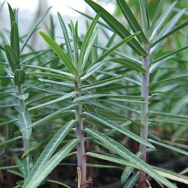 6 x euphorbe épurge, herbe à taupe - euphorbia lathyris  - godet 9x9 cm