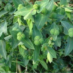 6 x euphorbe épurge, herbe à taupe - euphorbia lathyris  - godet 9x9 cm