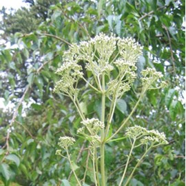 6 x eupatoire maculée  - eupatorium maculatum 'album'  - godet 9x9 cm