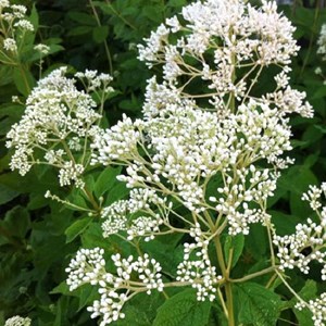 6 x eupatoire maculée  - eupatorium maculatum 'album'  - godet 9x9 cm