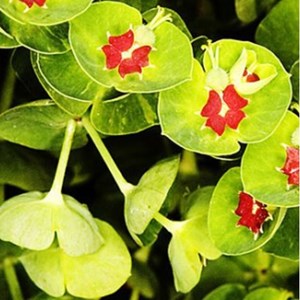 6 x euphorbe de martin - euphorbia martinii  - godet 9x9 cm