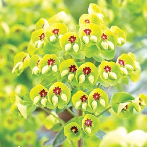 6 x euphorbe de martin - euphorbia martinii  - godet 9x9 cm