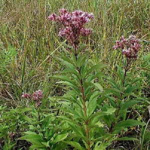 6 x eupatoire maculée  - eupatorium maculatum 'atropurpureum'  - godet 9x9 cm