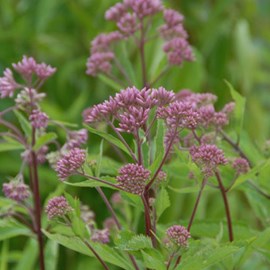 6 x eupatoire maculée 'purple bush' - eupatorium maculatum 'purple blush' -