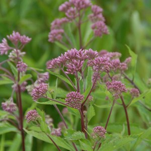 6 x eupatoire maculée 'purple bush' - eupatorium maculatum 'purple blush' -