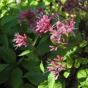 6 x eupatoire maculée 'purple bush' - eupatorium maculatum 'purple blush' -