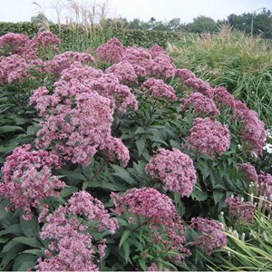 6 x eupatoire maculée  - eupatorium maculatum 'riesenschirm'  - godet 9x9 cm