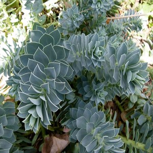 6 x euphorbe de corse - euphorbia myrsinites  - godet 9x9 cm