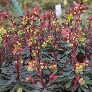 6 x euphorbe des bois  - euphorbia amygdaloides 'purpurea'  - godet 9x9 cm