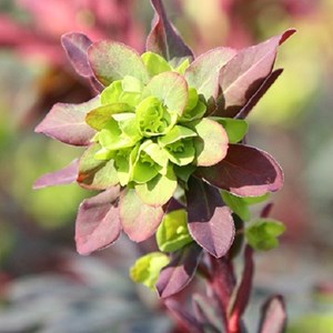 6 x euphorbe des bois  - euphorbia amygdaloides 'purpurea'  - godet 9x9 cm