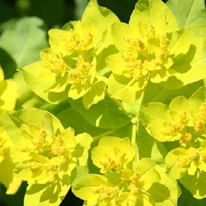 Euphorbia polychroma - godet 9x9 cm