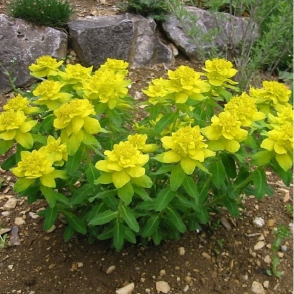 6 x euphorbia polychroma - godet 9x9 cm
